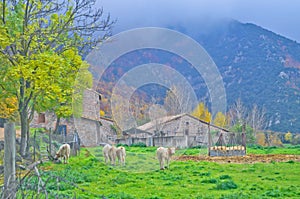 Bucolic scene in the mountains