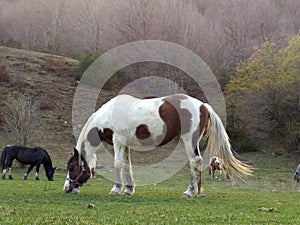 Bucolic scene of a white and brown horse.