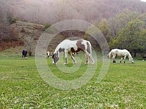 Bucolic scene of a white and brown horse.