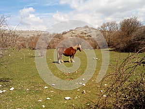 Bucolic scene of a young horse in a  mountain landscape