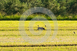 Bucolic scenery with a dog out in a farm photo