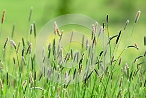 Bucolic walk in the green fields photo