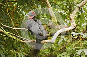 Bucorvus leadbeateri bird