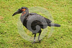 Bucorvus leadbeateri bird