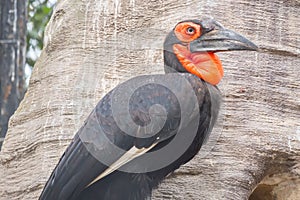 Bucorvus leadbeateri, commonly known as a Southern Ground Hornbill, perched in a tree