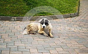 Bucovina shepherd dog