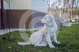 Bucovina shepherd dog