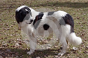 Bucovina Shepherd Dog