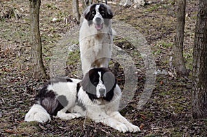 Bucovina Shepherd Dog photo