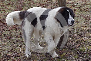 Bucovina Shepherd Dog photo