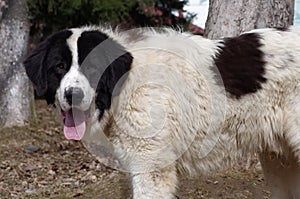 Bucovina Shepherd Dog photo