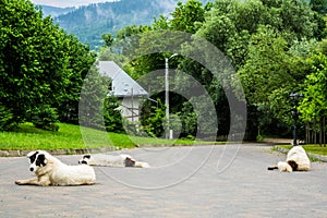 Bucovina shepherd dogs