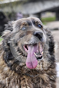 Bucovina Shpeherd Dog