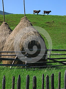 Bucovina symmetric landscape photo