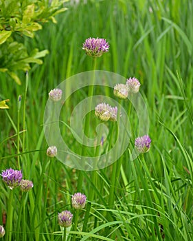 Bud of Allium aflatunense against a grass