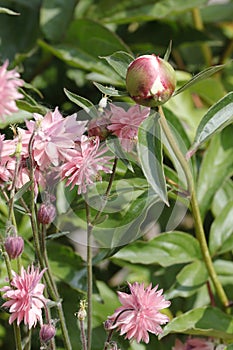 Bud Allium stipitatum