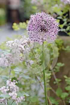 Bud Allium stipitatum