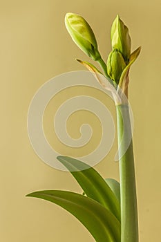 Bud of Amaryllis Hippeastrum