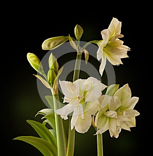 Bud of Amaryllis Hippeastrum