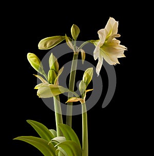 Bud of Amaryllis Hippeastrum