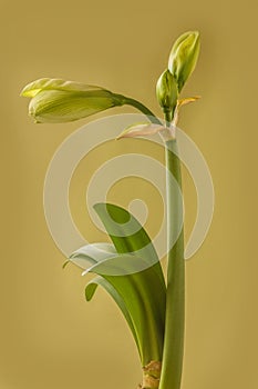 Bud of Amaryllis Hippeastrum