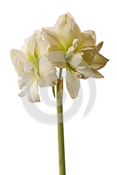 Bud of Amaryllis Hippeastrum