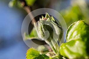 Bud apple blossom