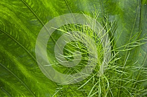 Bud of Asparagus racemosus willd on green Calidium leaf background