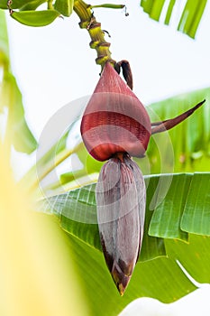 Bud of banana