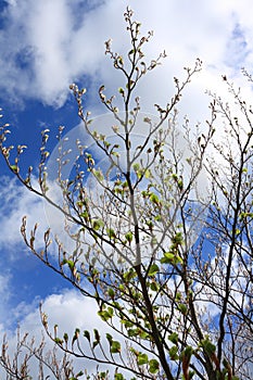 Bud of beech tree in spring