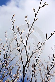 Bud of beech tree in spring
