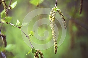 Bud of birch (Betula pendula)