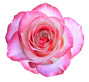 Bud of a blooming beautiful pink rose is isolated on a white background