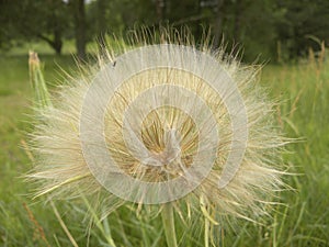 A bud of a blooming fluffy plant with a small insect in it.