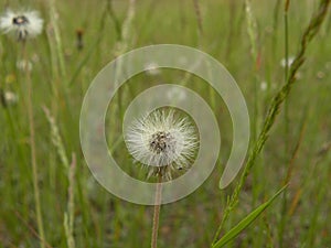 A bud of a blooming fluffy plant with a small insect in it.