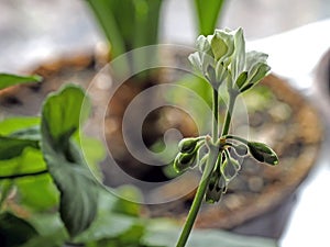bud of blooming white geranium in a pot