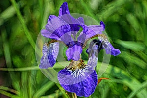 Bud of blossoming blue iris flower