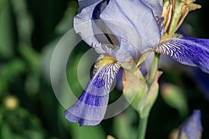 Bud of blue iris with petals macro photography