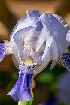 Bud of blue iris with petals macro photography