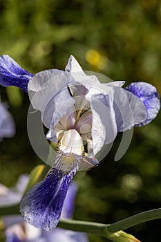 Bud of blue iris with petals macro photography