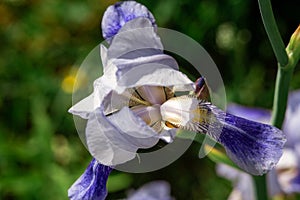 Bud of blue iris with petals macro photography