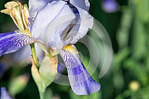 Bud of blue iris with petals macro photography