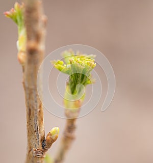 Bud on a branch. macro