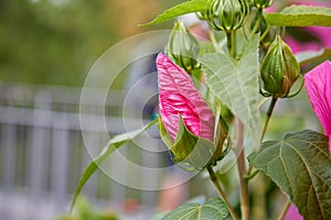 A bud of a bright pink hibiscus flower Hibiscus syriacus blooms in the garden. A popular ornamental plant. Close-up.