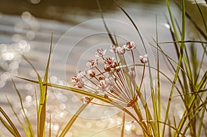 A bud of Butomus flower, selective focus, bokeh lights