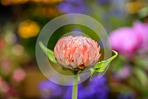 A bud of a calendula flower blooming in a garden in Iceland.