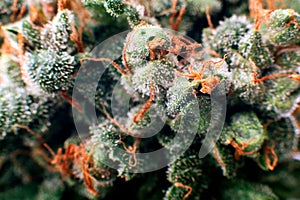 Bud cannabis