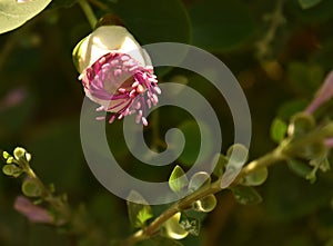 Bud of caper flower opening