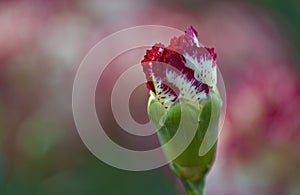 Bud of carnation Flowers