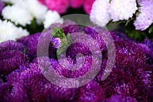 Bud in the center of the purple chrysanthemum bouquet